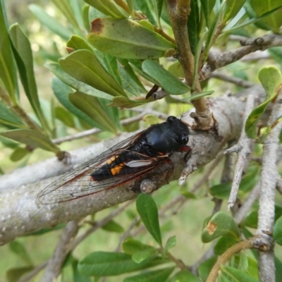 Yoyetta sp. nr spectabilis at Charleys Forest, NSW - 14 Jan 2021 by arjay