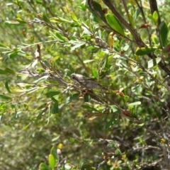 Yoyetta celis (Silver Princess Cicada) at Charleys Forest, NSW - 20 Dec 2020 by arjay