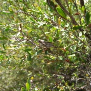 Yoyetta celis at Charleys Forest, NSW - suppressed