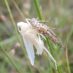 Unidentified Cicada (Hemiptera, Cicadoidea) (TBC) at Charleys Forest, NSW - 7 Jan 2022 by arjay