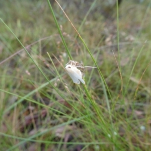 Fulgoroidea (superfamily) at QPRC LGA - suppressed