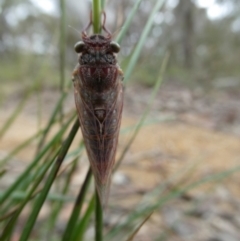 Atrapsalta sp. (genus) (Unidentified bark squeaker) at Charleys Forest, NSW - 31 Dec 2022 by arjay