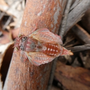 Atrapsalta sp. (genus) at Charleys Forest, NSW - 31 Dec 2022