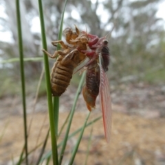Atrapsalta sp. (genus) at Charleys Forest, NSW - 31 Dec 2022