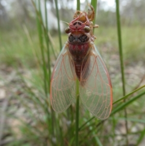 Atrapsalta sp. (genus) at Charleys Forest, NSW - 31 Dec 2022