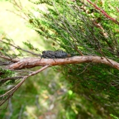 Atrapsalta sp. (genus) (Unidentified bark squeaker) at Mongarlowe River - 19 Dec 2021 by arjay