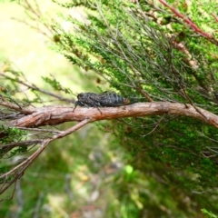 Atrapsalta sp. (genus) (Unidentified bark squeaker) at Charleys Forest, NSW - 19 Dec 2021 by arjay