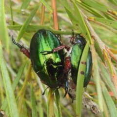 Repsimus manicatus montanus (Green nail beetle) at Stromlo, ACT - 30 Dec 2022 by HelenCross