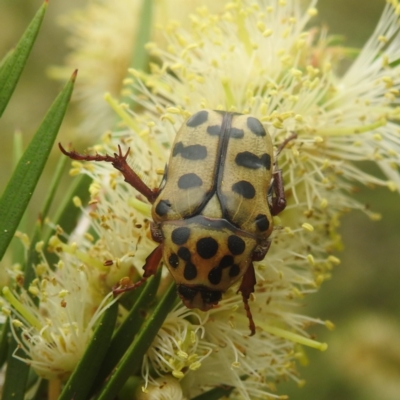 Neorrhina punctata (Spotted flower chafer) at Bullen Range - 30 Dec 2022 by HelenCross