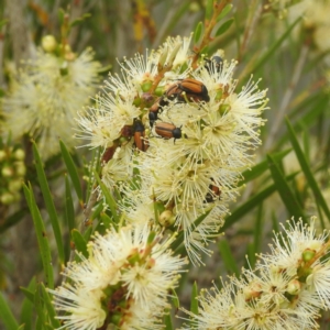 Phyllotocus marginipennis at Stromlo, ACT - 31 Dec 2022