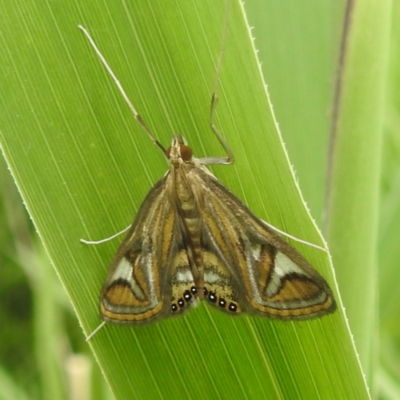 Strepsinoma foveata (Pyralid moth, Snout moth) at Bullen Range - 31 Dec 2022 by HelenCross