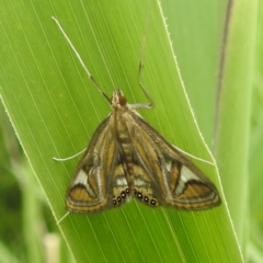 Strepsinoma foveata (Pyralid moth, Snout moth) at Stromlo, ACT - 31 Dec 2022 by HelenCross