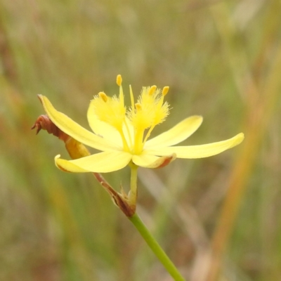 Tricoryne elatior (Yellow Rush Lily) at Bullen Range - 31 Dec 2022 by HelenCross