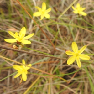 Tricoryne elatior at Stromlo, ACT - 31 Dec 2022