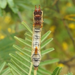 Neola semiaurata at Stromlo, ACT - 31 Dec 2022