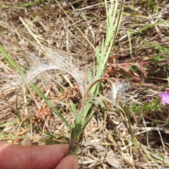 Epilobium sp. (A Willow Herb) at Stromlo, ACT - 31 Dec 2022 by HelenCross