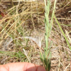 Epilobium sp. at Stromlo, ACT - 31 Dec 2022 12:30 PM