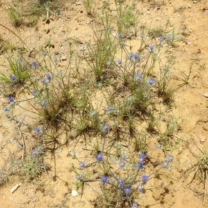 Eryngium ovinum at Stromlo, ACT - 31 Dec 2022