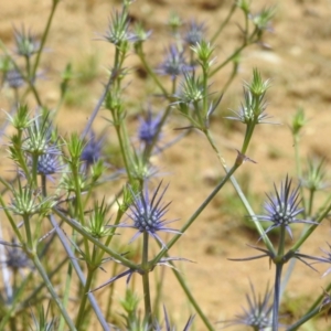 Eryngium ovinum at Stromlo, ACT - 31 Dec 2022 12:45 PM