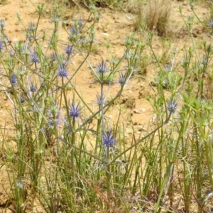 Eryngium ovinum at Stromlo, ACT - 31 Dec 2022 12:45 PM