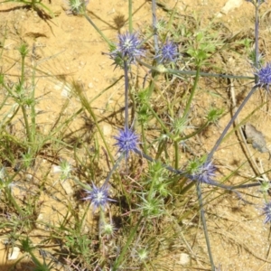 Eryngium ovinum at Stromlo, ACT - 31 Dec 2022