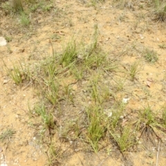 Eryngium ovinum at Stromlo, ACT - 31 Dec 2022