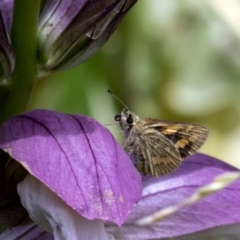 Ocybadistes walkeri (Green Grass-dart) at Spence, ACT - 31 Dec 2022 by JudithRoach