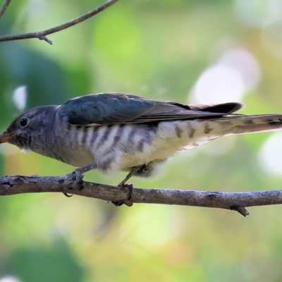 Chrysococcyx lucidus (Shining Bronze-Cuckoo) at Lochiel, NSW - 26 Dec 2022 by KylieWaldon