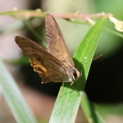 Hypocysta metirius (Brown Ringlet) at Lochiel, NSW - 27 Dec 2022 by KylieWaldon