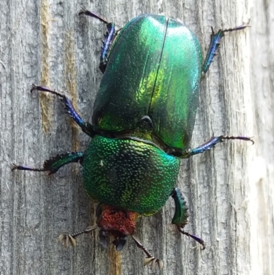 Lamprima aurata (Golden stag beetle) at Hackett, ACT - 31 Dec 2022 by UserYYUcWrIf