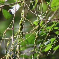 Cassytha sp. (Dodder) at Yurammie State Forest - 26 Dec 2022 by KylieWaldon