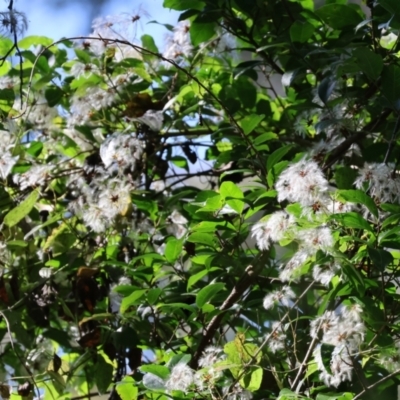 Clematis sp. (Old Man's Beard) at Lochiel, NSW - 26 Dec 2022 by KylieWaldon