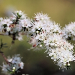 Kunzea ambigua (White Kunzea) at Yurammie State Forest - 27 Dec 2022 by KylieWaldon