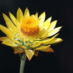 Xerochrysum bracteatum (Golden Everlasting) at Lochiel, NSW - 27 Dec 2022 by KylieWaldon