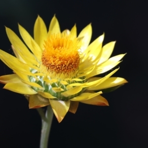 Xerochrysum bracteatum at Lochiel, NSW - 27 Dec 2022