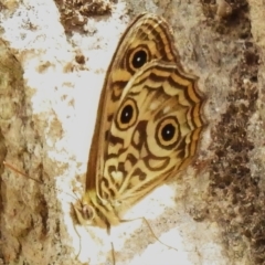 Geitoneura acantha (Ringed Xenica) at Gigerline Nature Reserve - 31 Dec 2022 by JohnBundock