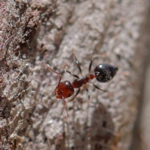 Crematogaster sp. (genus) at O'Connor, ACT - 18 Dec 2022