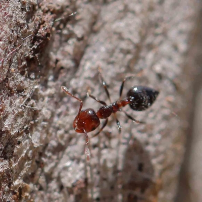 Crematogaster sp. (genus) (Acrobat ant, Cocktail ant) at Dryandra St Woodland - 18 Dec 2022 by ConBoekel