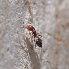 Crematogaster sp. (genus) at O'Connor, ACT - 18 Dec 2022 02:03 PM