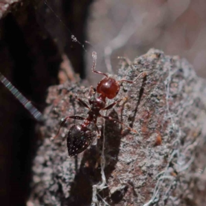 Crematogaster sp. (genus) at O'Connor, ACT - 18 Dec 2022 02:03 PM