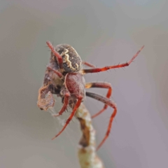 Araneinae (subfamily) (Orb weaver) at Dryandra St Woodland - 29 Dec 2022 by ConBoekel