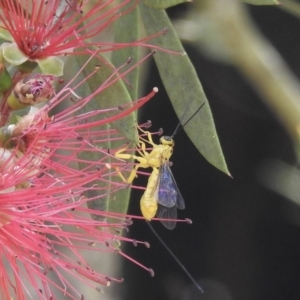 Ichneumonidae (family) at Burradoo, NSW - 22 Dec 2022