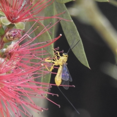 Ichneumonidae (family) (Unidentified ichneumon wasp) at Wingecarribee Local Government Area - 22 Dec 2022 by GlossyGal