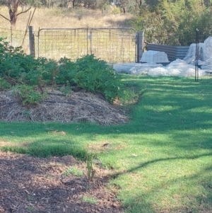 Stagonopleura guttata at Wirlinga, NSW - suppressed