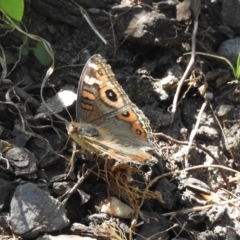 Junonia villida (Meadow Argus) at Burradoo - 25 Dec 2022 by GlossyGal