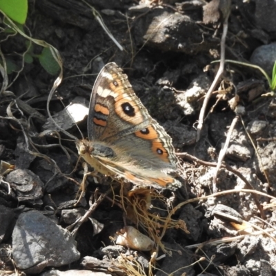 Junonia villida (Meadow Argus) at Wingecarribee Local Government Area - 25 Dec 2022 by GlossyGal