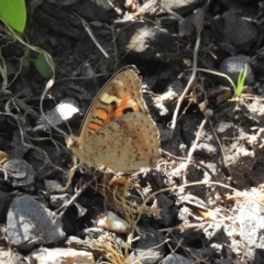 Junonia villida at Burradoo, NSW - suppressed