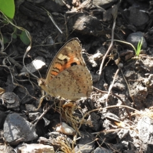 Junonia villida at Burradoo, NSW - 25 Dec 2022