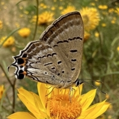 Jalmenus ictinus (Stencilled Hairstreak) at Mount Ainslie - 31 Dec 2022 by Pirom