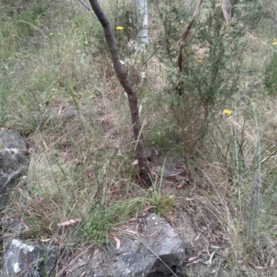 Arthropodium milleflorum (Vanilla Lily) at Cooma, NSW - 31 Dec 2022 by mahargiani